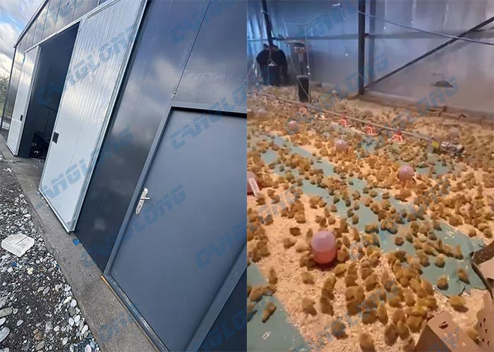 Albania 50x10 meter poultry house